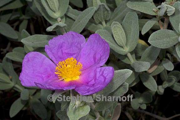 cistus albidus 1 graphic